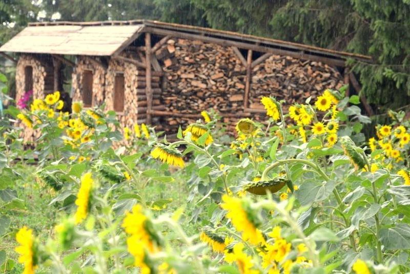 Zielone Zacisze Bed & Breakfast Murzynowo Kościelne Екстериор снимка